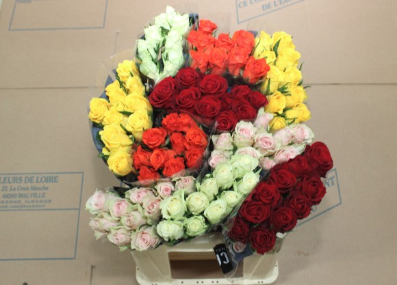 Lot 1 roses MB.JPG