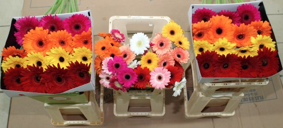 Lot 8 germinis gerberas.JPG